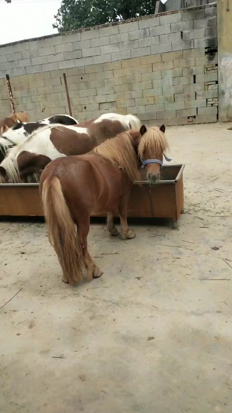 进口设特兰矮马繁殖基地