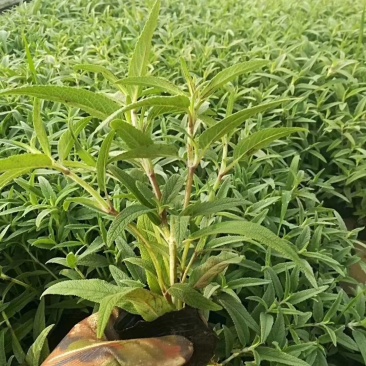 山东墨西哥鼠尾草，基地直销大量有货质量保证，量大