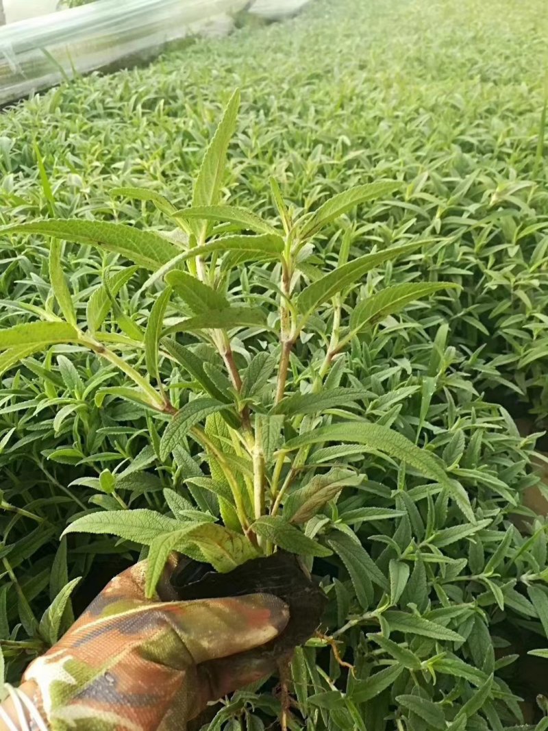 山东墨西哥鼠尾草，基地直销大量有货质量保证，量大