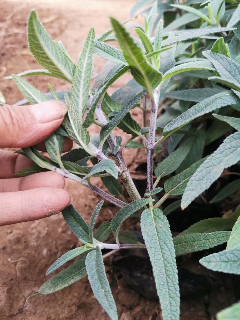 山东墨西哥鼠尾草，基地直销大量有货质量保证，量大