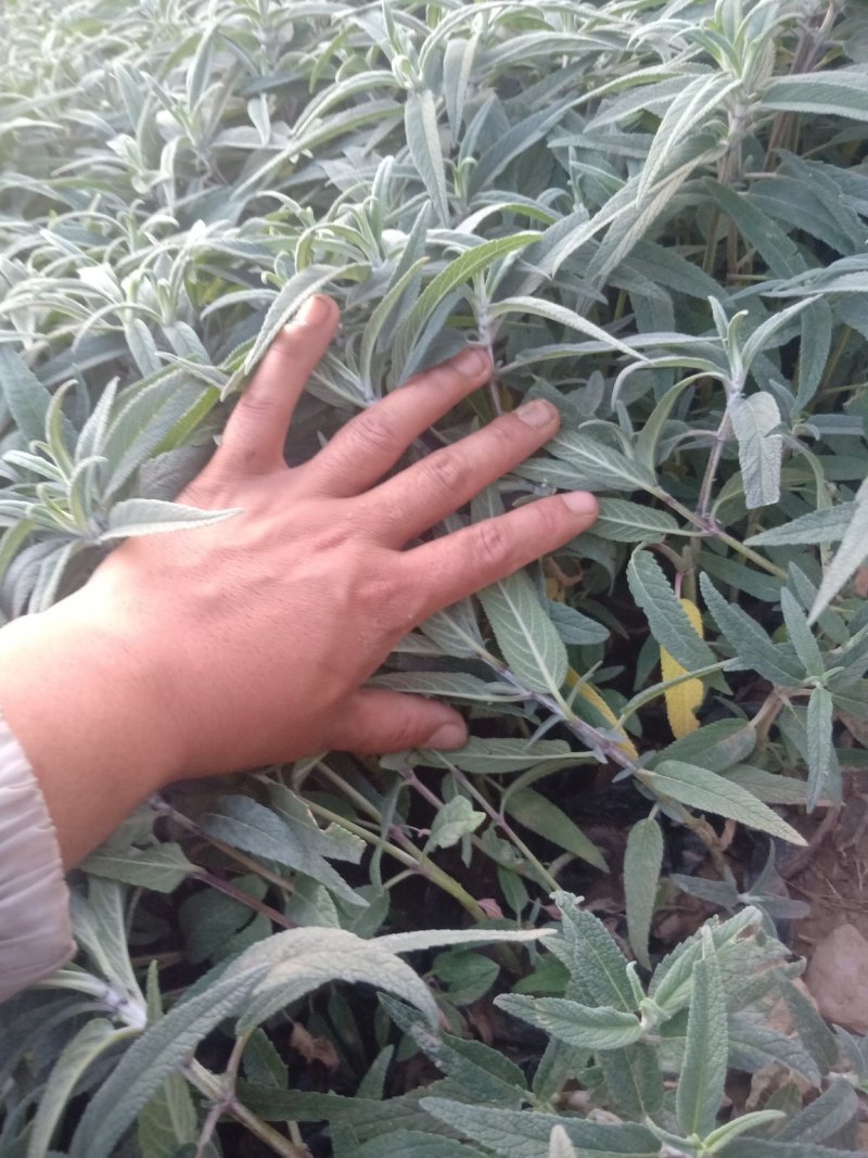 山东墨西哥鼠尾草，基地直销大量有货质量保证，量大