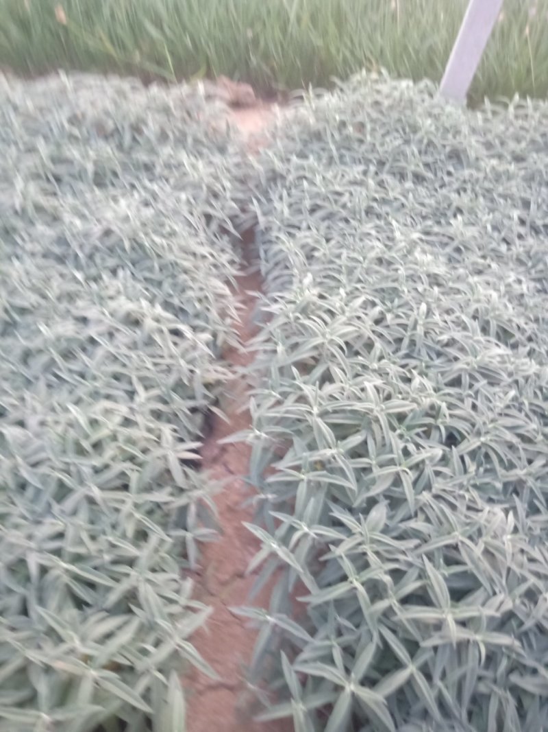 山东墨西哥鼠尾草，基地直销大量有货质量保证，量大