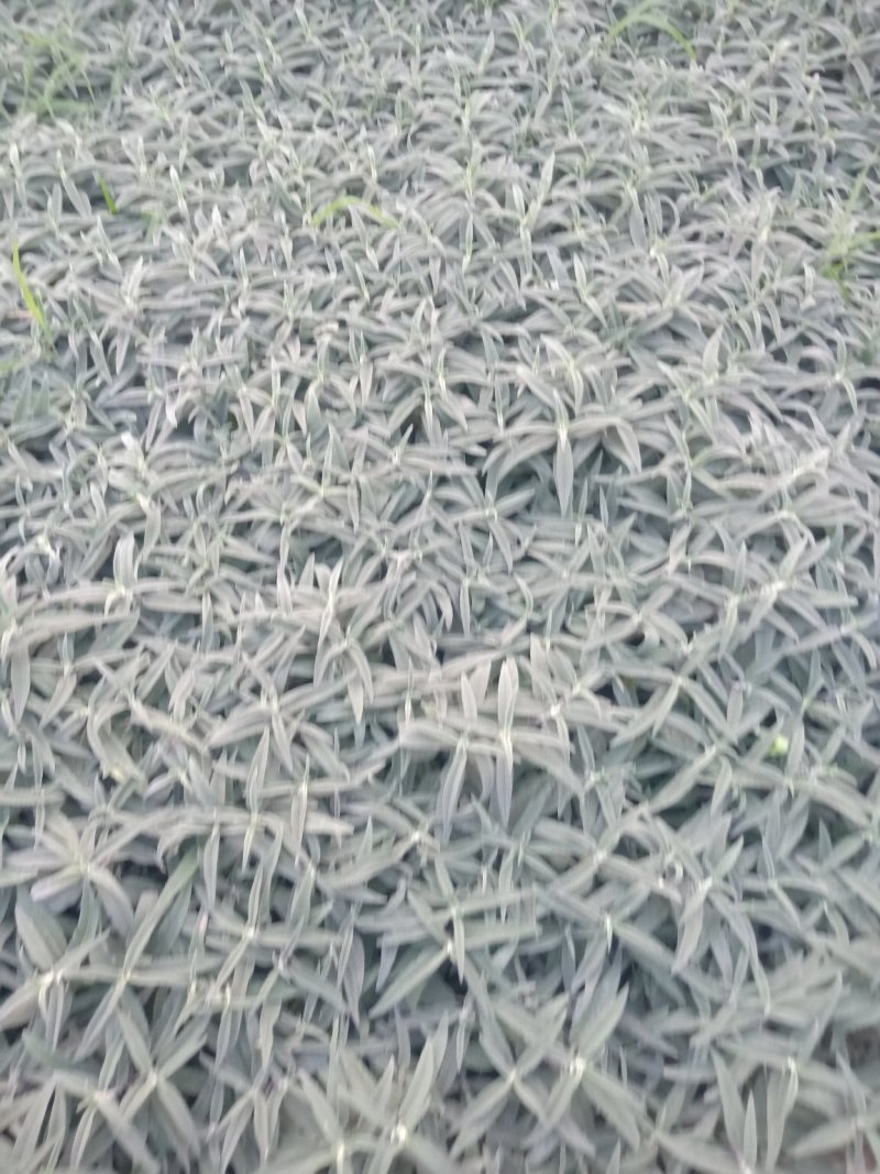山东墨西哥鼠尾草，基地直销大量有货质量保证，量大