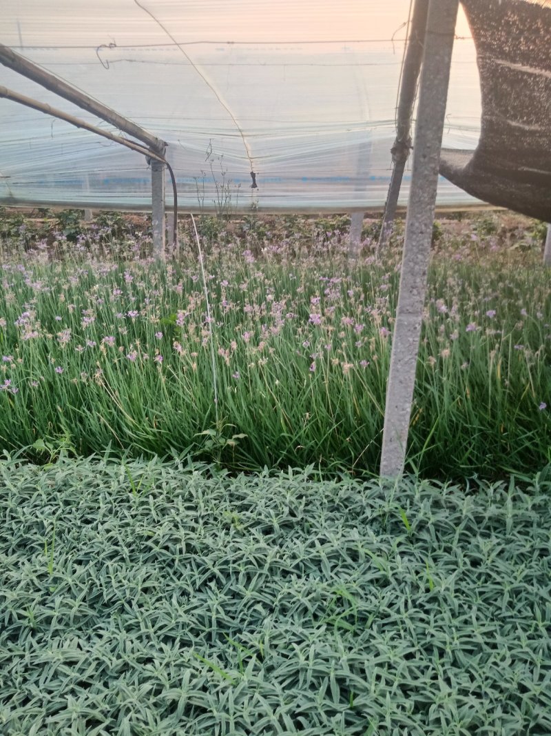 山东墨西哥鼠尾草，基地直销大量有货质量保证，量大
