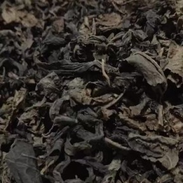 青钱柳茶