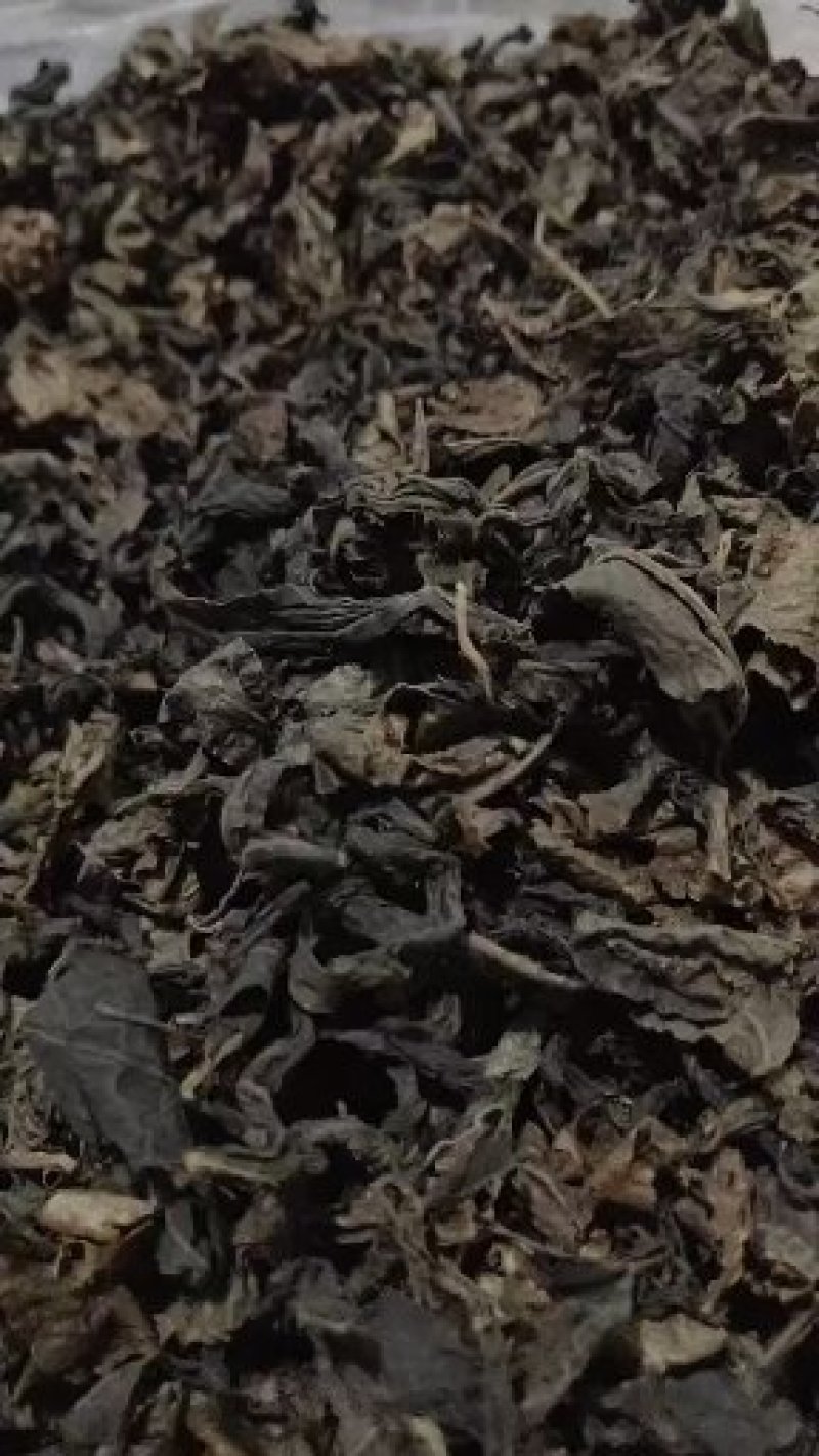 青钱柳茶