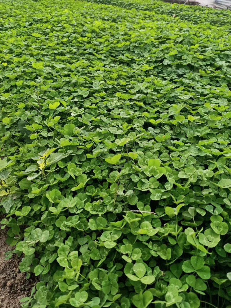 白三叶，基地直销，常年销售各种绿化苗木。