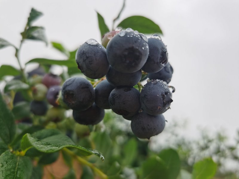 精品蓝莓大果蓝莓酸甜可口蓝莓