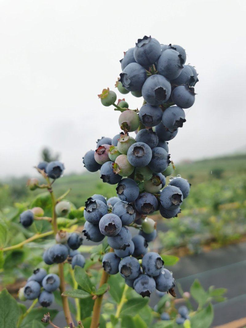 精品蓝莓大果蓝莓酸甜可口蓝莓