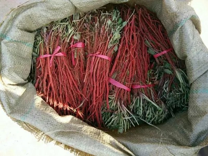 野生丹参苗丹参种植苗丹参幼苗药材苗中药材种苗血参种苗湿血