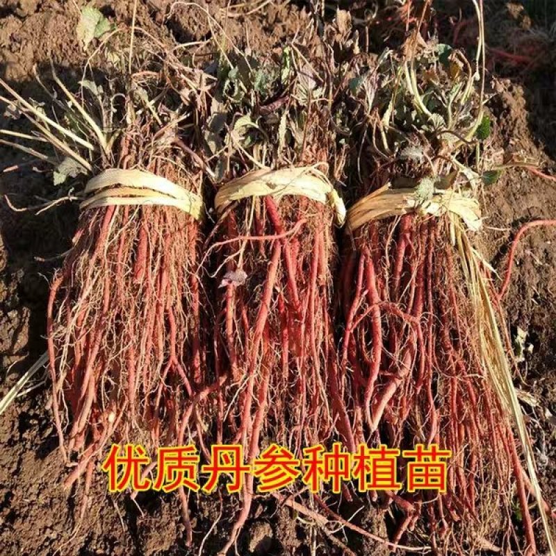 野生丹参苗丹参种植苗丹参幼苗药材苗中药材种苗血参种苗湿血