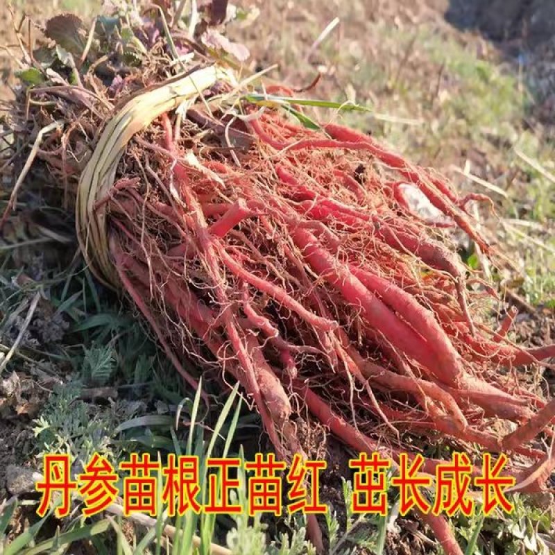 野生丹参苗丹参种植苗丹参幼苗药材苗中药材种苗血参种苗湿血
