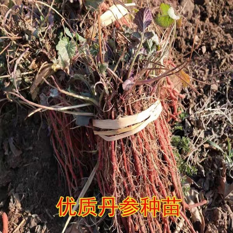 野生丹参苗丹参种植苗丹参幼苗药材苗中药材种苗血参种苗湿血