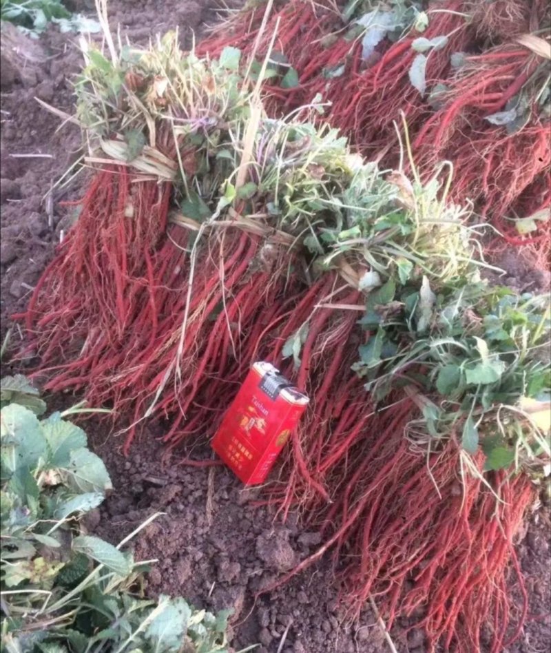 野生丹参苗丹参种植苗丹参幼苗药材苗中药材种苗血参种苗湿血