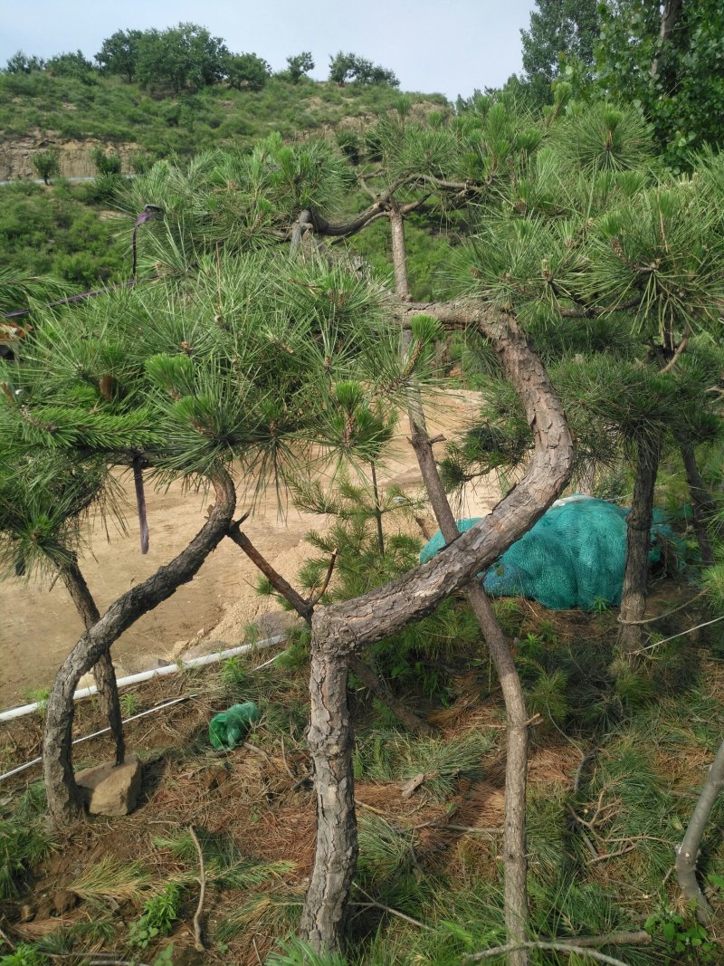 造型黑松