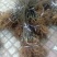 【热销】苍溪红心猕猴桃苗产地发货优质嫁接苗品种保证包成活