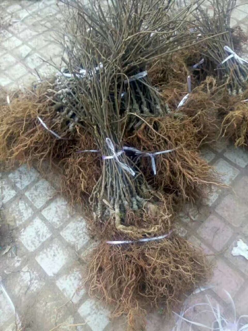 【热销】苍溪红心猕猴桃苗产地发货优质嫁接苗品种保证包成活
