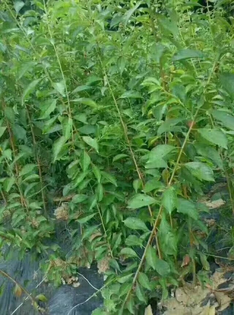 《基地》苍溪青脆李子苗品种齐全成活率高批发全国发货