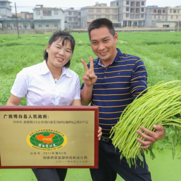 正宗博白空心菜出售博白镇官田仔友军蔬菜专业种植合作社。