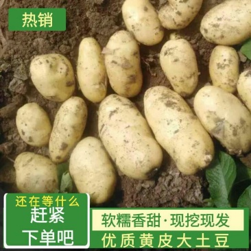 『精品』荷兰十五土豆山东土豆黄心土豆产地直销