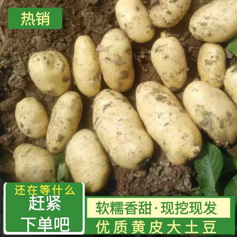 『精品』荷兰十五土豆山东土豆黄心土豆产地直销