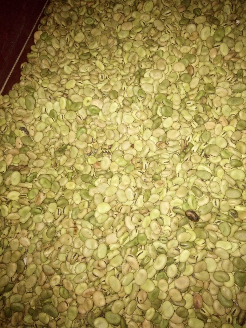 蚕豆，自家几亩山坡地种植的小颗粒，老种子。常食可健脑。