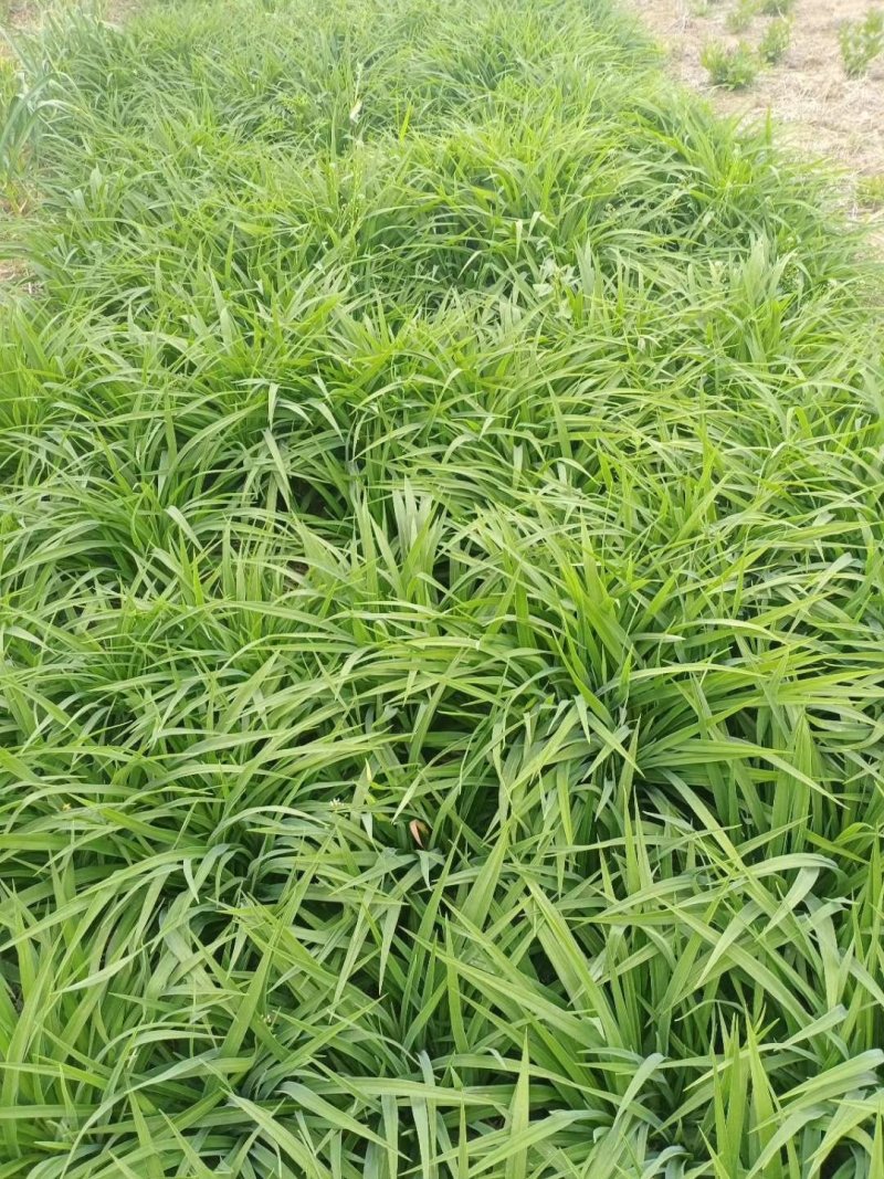 金娃娃萱草