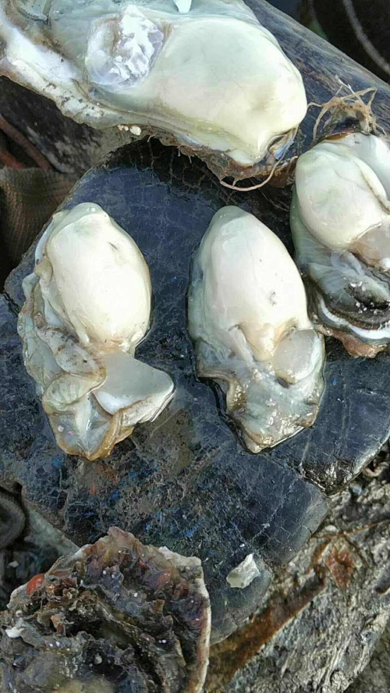 生蚝，牡蛎，大连生蚝，二倍体生蚝，机器分拣规格全