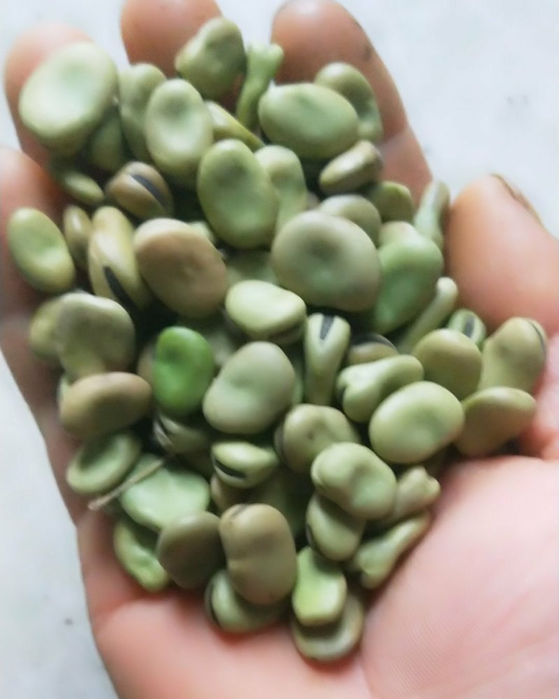 蚕豆，自家几亩山坡地种植的小颗粒，老种子。常食可健脑。