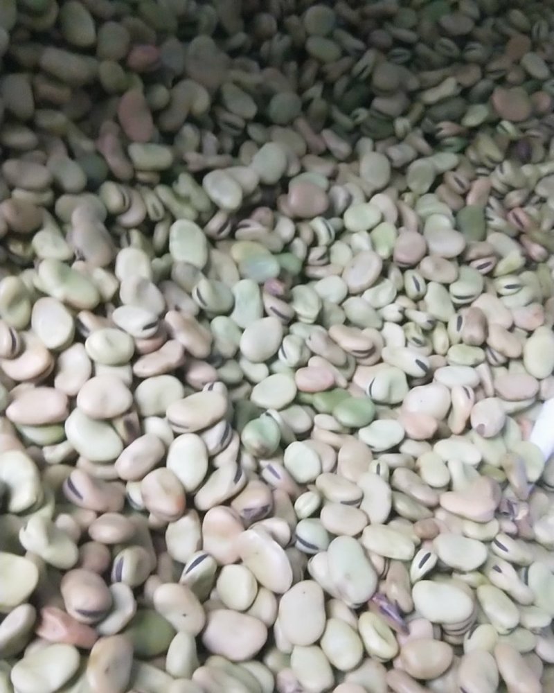 蚕豆，自家几亩山坡地种植的小颗粒，老种子。常食可健脑。