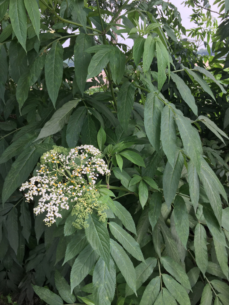 中药材接骨草，别名陆英