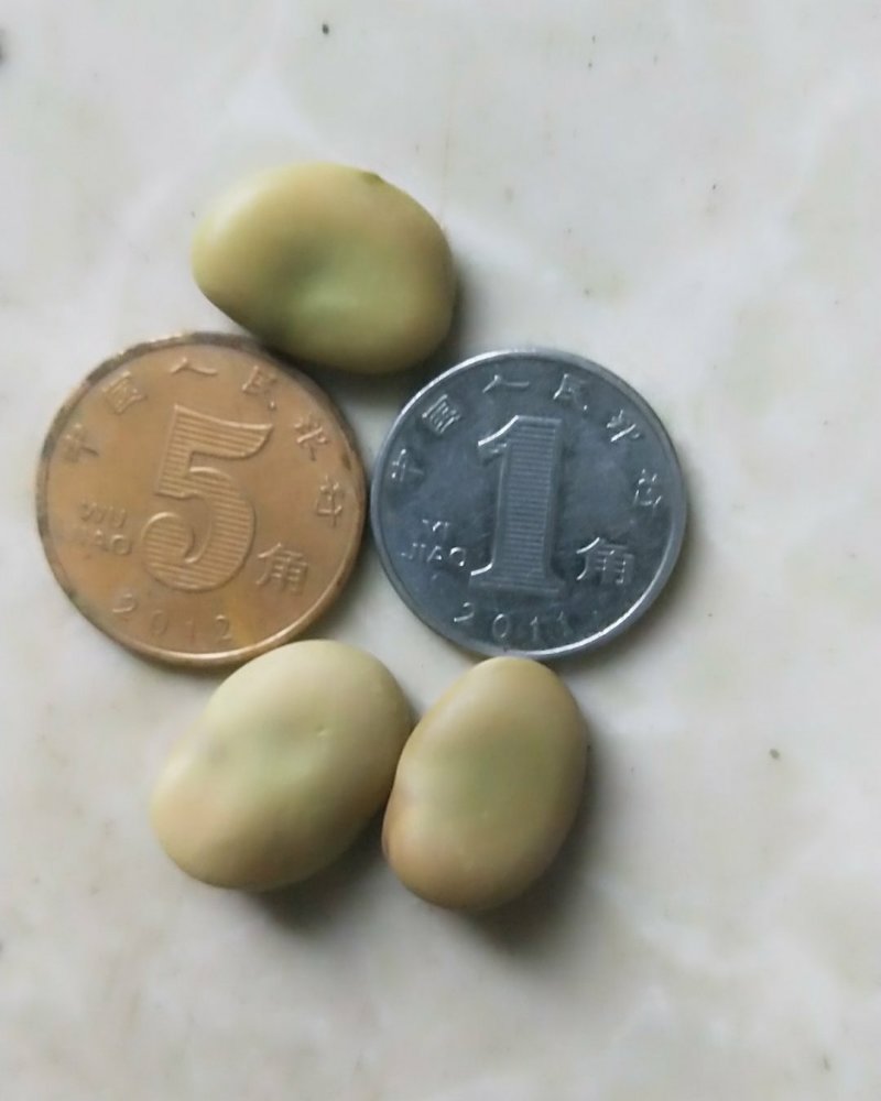 蚕豆，自家几亩山坡地种植的小颗粒，老种子。常食可健脑。