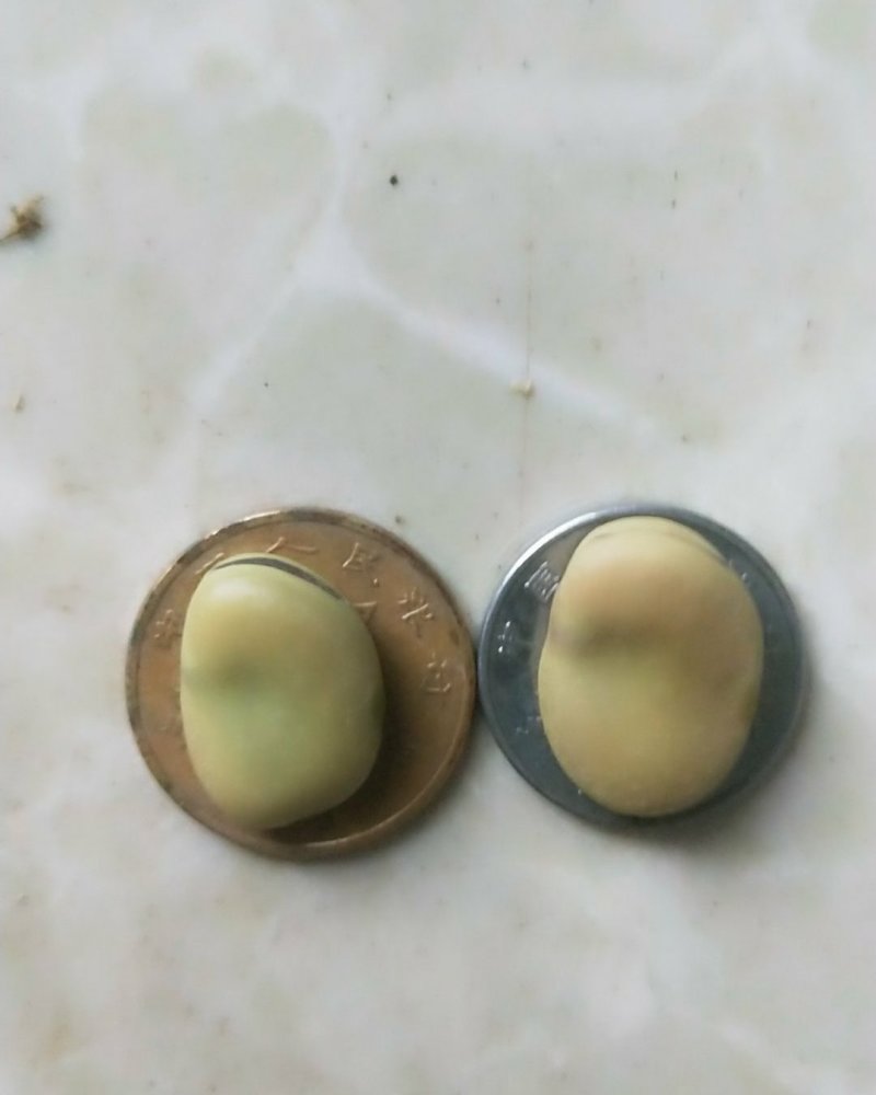 蚕豆，自家几亩山坡地种植的小颗粒，老种子。常食可健脑。