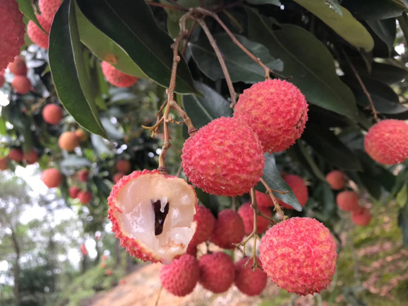 正宗灵山桂味荔枝核细肉厚清甜带桂花香可一件代发