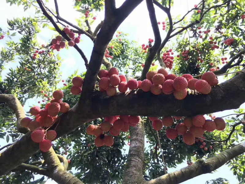 正宗灵山桂味荔枝核细肉厚清甜带桂花香可一件代发