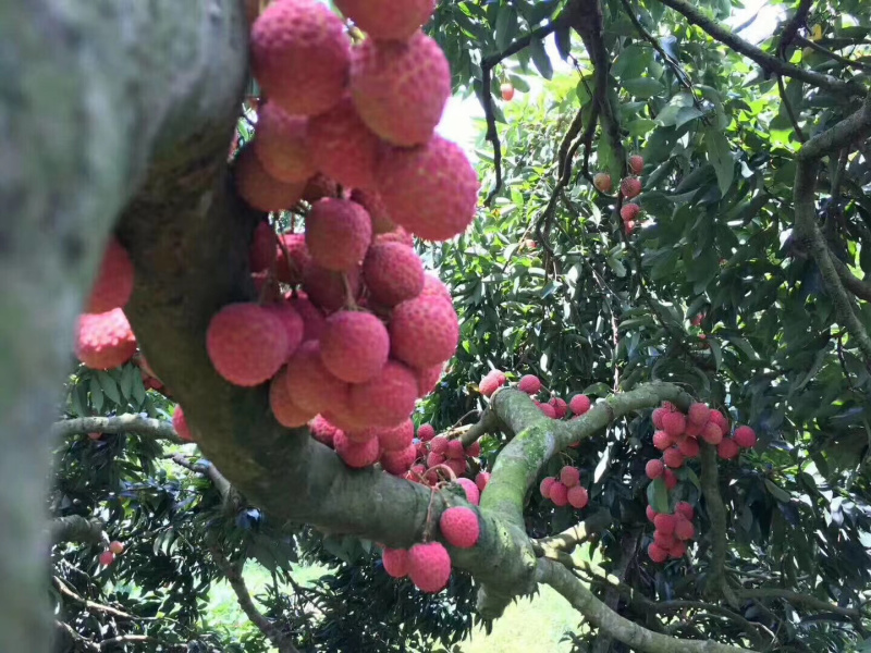 正宗灵山桂味荔枝核细肉厚清甜带桂花香可一件代发