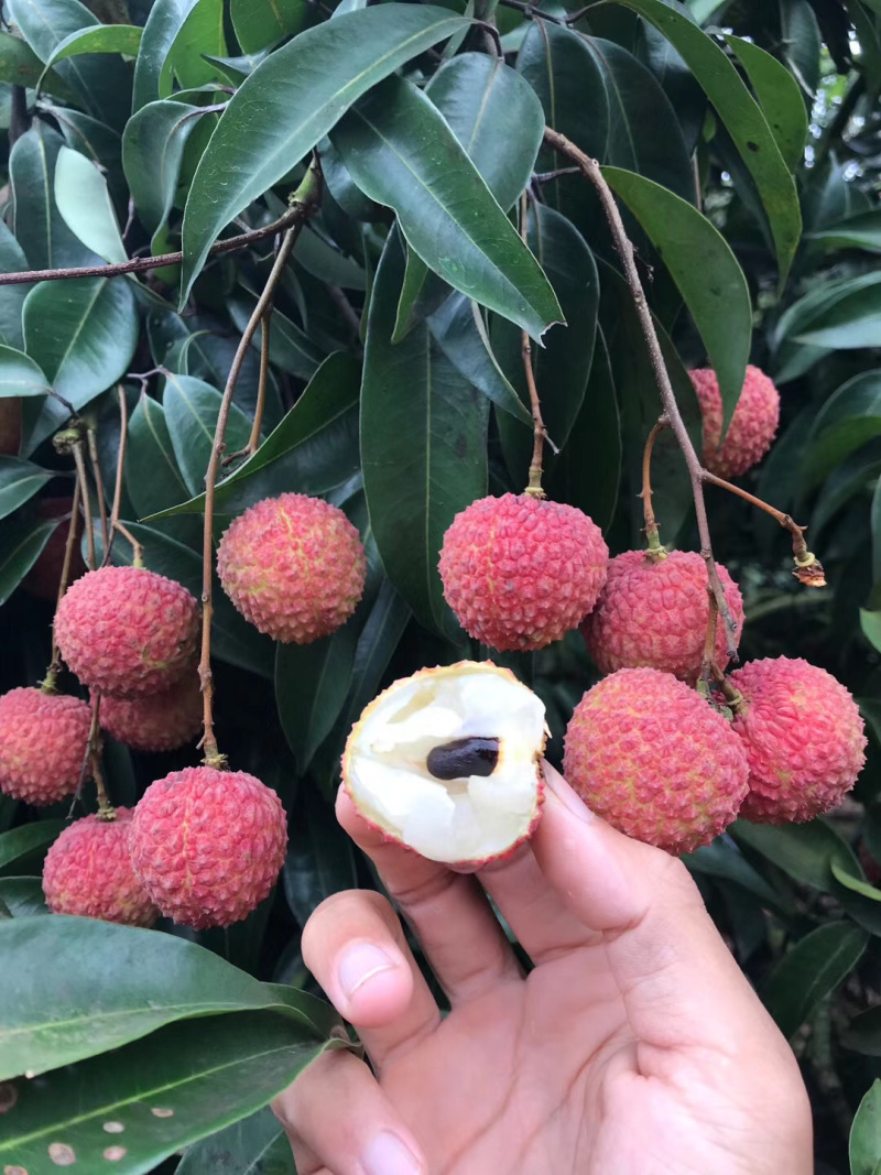 正宗灵山桂味荔枝核细肉厚清甜带桂花香可一件代发