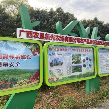 正宗灵山桂味荔枝核细肉厚清甜带桂花香可一件代发