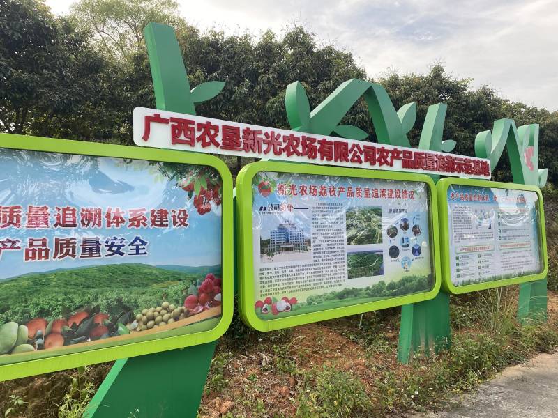 正宗灵山桂味荔枝核细肉厚清甜带桂花香可一件代发