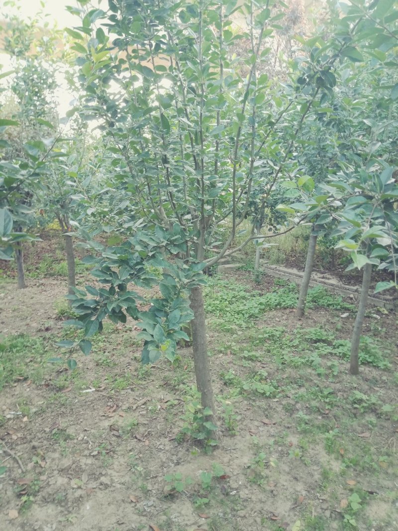绿化苗木