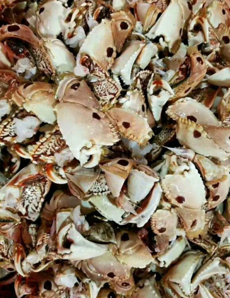 元宝蟹馒头蟹腿钳梭子蟹钳沙蟹钳蟹脚新鲜冷冻沙蟹脚石蟹脚