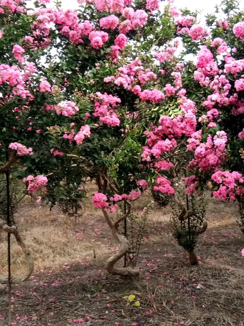 弯弯紫薇，造型紫薇，紫薇成都基地大量出售
