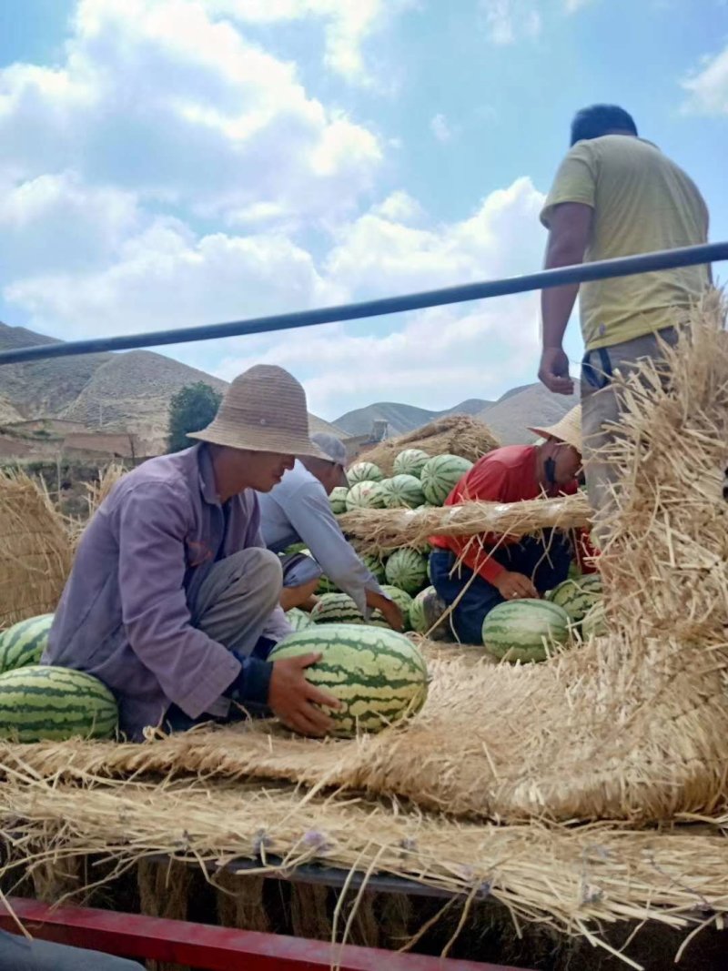 【火爆】产地直销花型好，甜度高，基地直供，实力代办