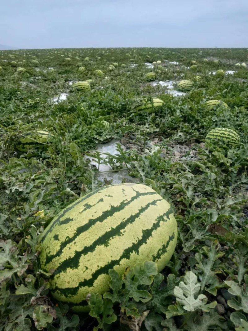 【火爆】产地直销花型好，甜度高，基地直供，实力代办