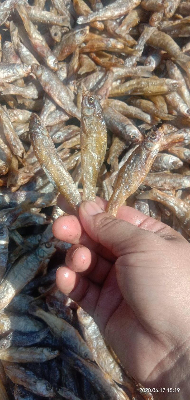 麦穗鱼油炸麦穗鱼干水煮麦穗鱼干水产干货无盐