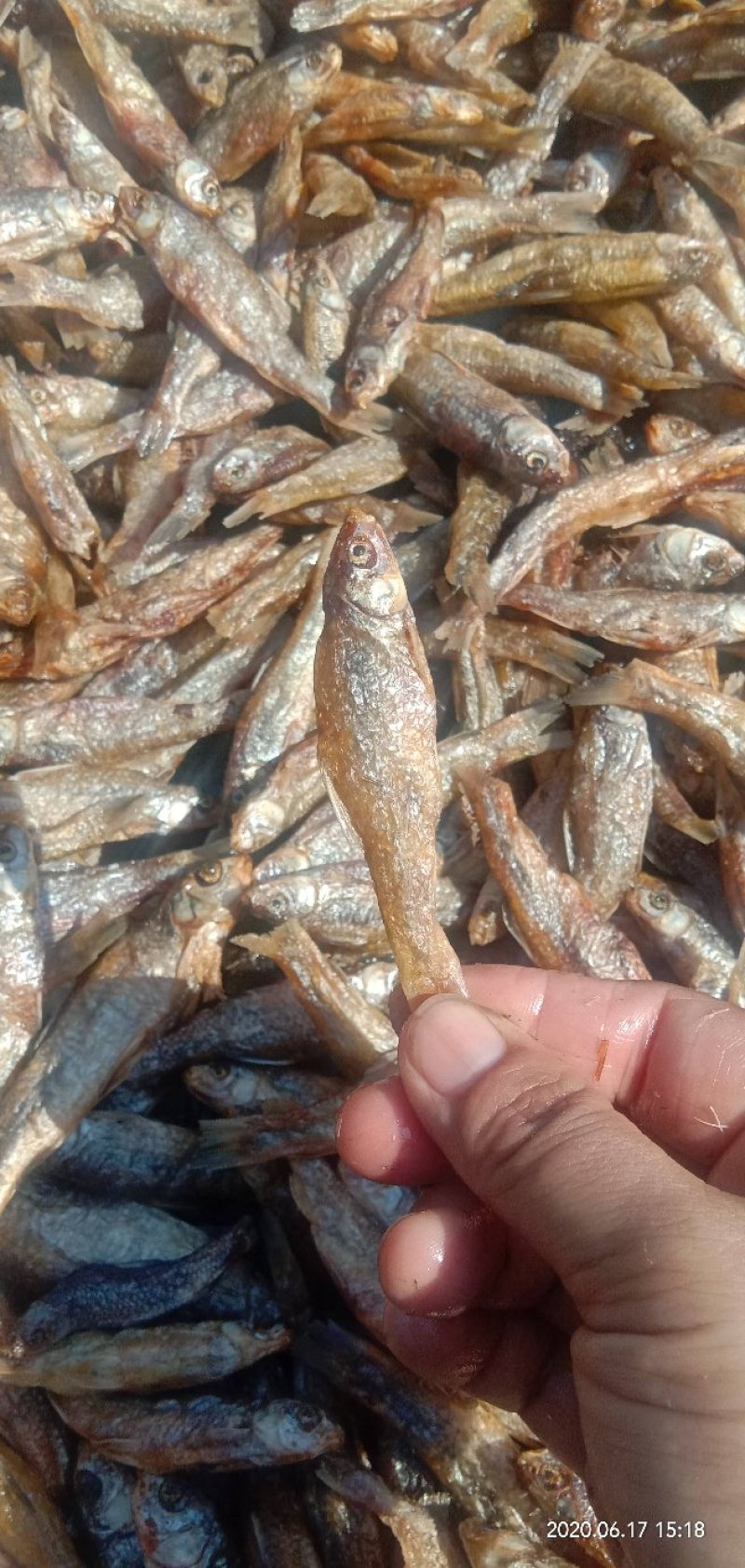麦穗鱼油炸麦穗鱼干水煮麦穗鱼干水产干货无盐