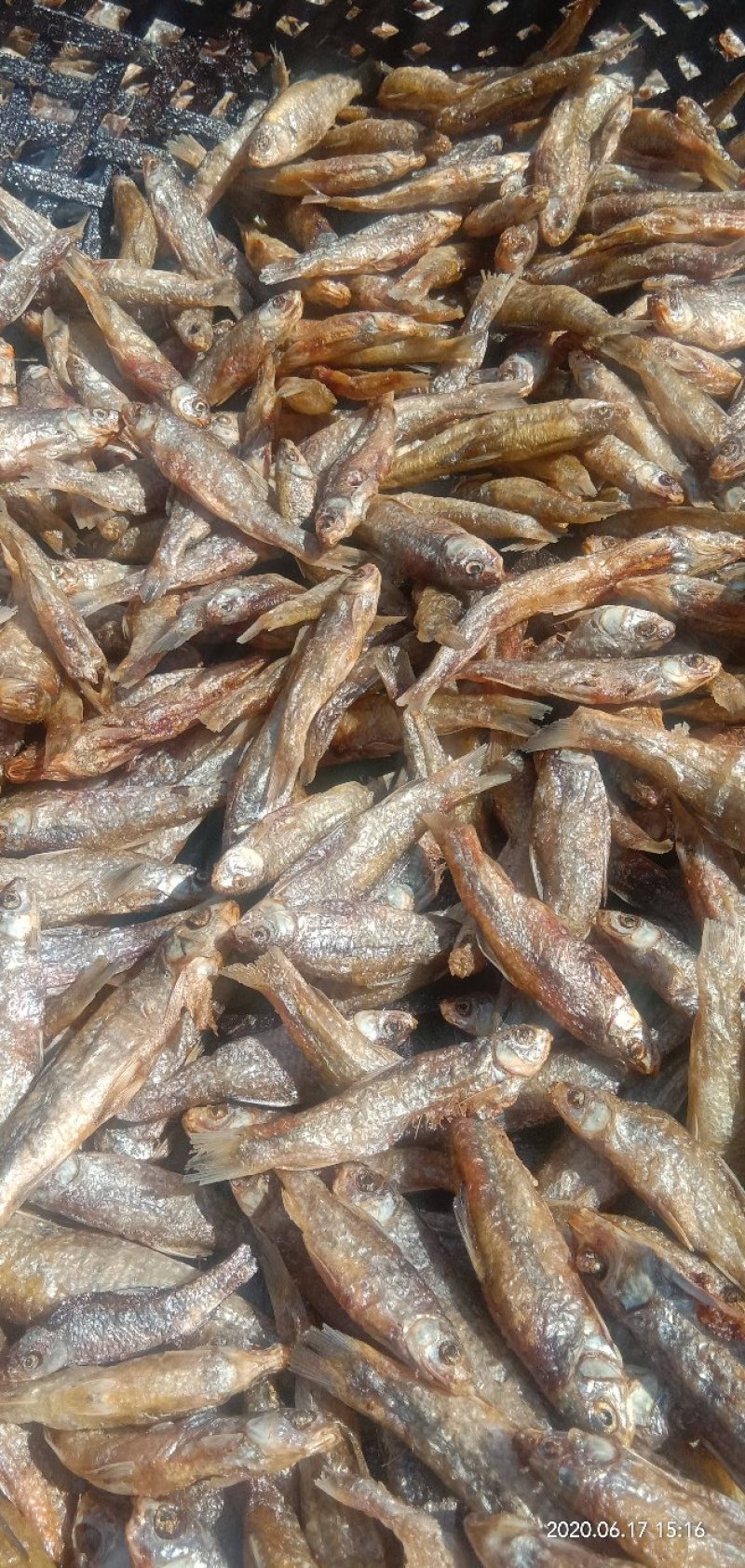 麦穗鱼油炸麦穗鱼干水煮麦穗鱼干水产干货无盐