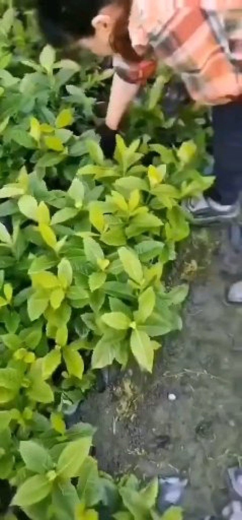 小叶栀子花（二栀子），杯苗，杯型多，成都货源