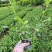 小叶栀子花（二栀子），杯苗，杯型多，成都货源