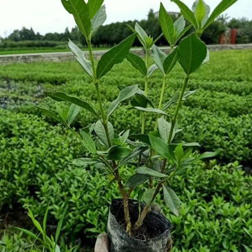 小叶栀子花（二栀子），杯苗，杯型多，成都货源